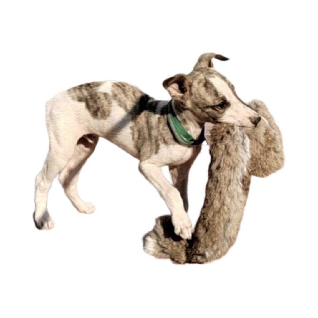 Outdoor Dog Walking Hunting Ch - Hunting Dog Outdoor 评论和价格