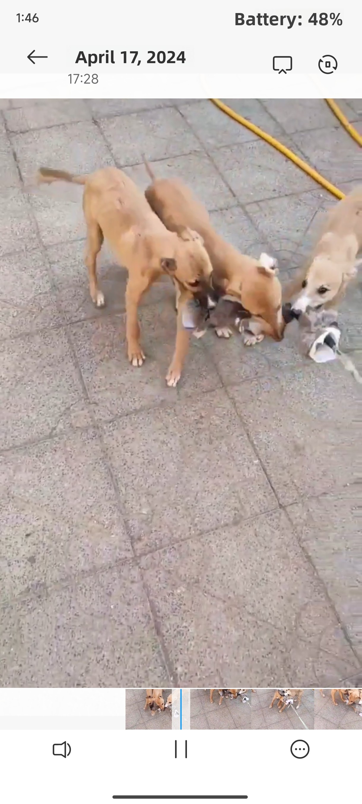 Outdoor Dog Walking Hunting Ch - Hunting Dog Outdoor 评论和价格