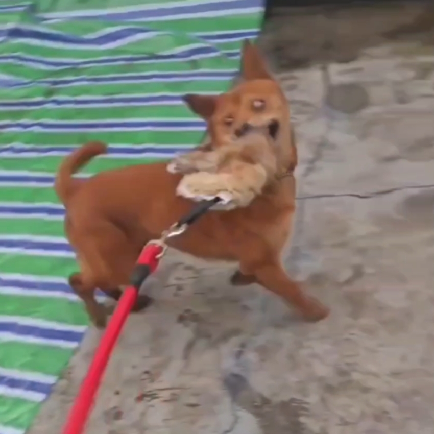 Outdoor Dog Walking Hunting Ch - Hunting Dog Outdoor 评论和价格