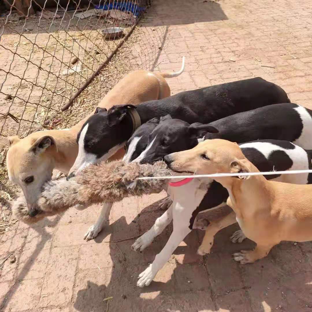 Outdoor Dog Walking Hunting Ch - Hunting Dog Outdoor 评论和价格